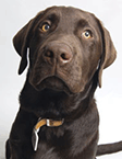 Photo of brown Labrador