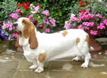 Photo of dog in front of flowers