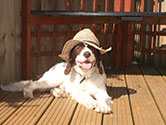 Pet Sitting : pet care pet sitters pet sitting