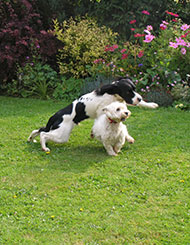 Photo of two dogs playing in the garden of one of Barking Mad's dog sitters