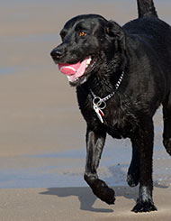 Photo of dog playing