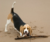 Photo of dog playing