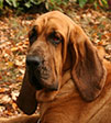 Dog spot photo