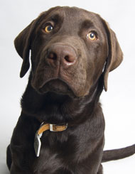 Brown Labrador