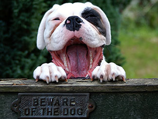 Photo of 'Diesel' the dog