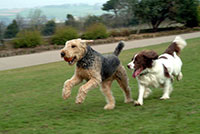 Photo of 2 dogs playing in the park.
