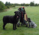 Photo of two dogs on golf course