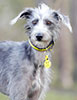 Dogs Trust