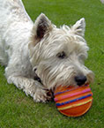 Photo of dog playing