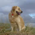 Photo of Mutley
