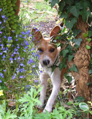Photo of dog in garden