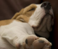 Photo of dog asleep