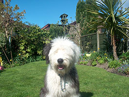 Photo of Sadie