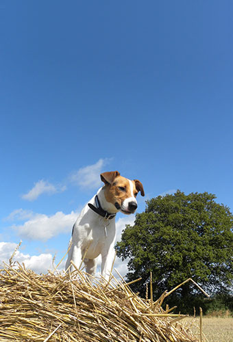 Photo of dog in field