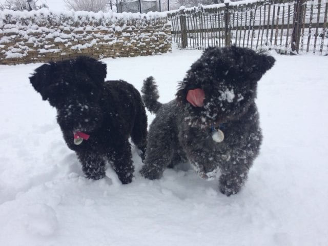 snowy home boarding barking mad dog sitting service