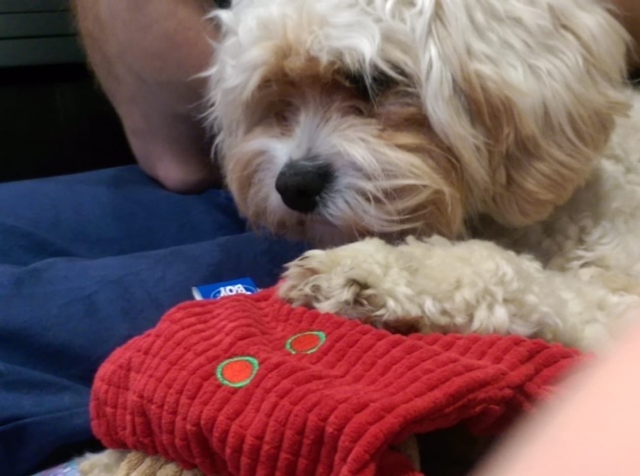 christmas home boarding with barking mad home from home dog care.