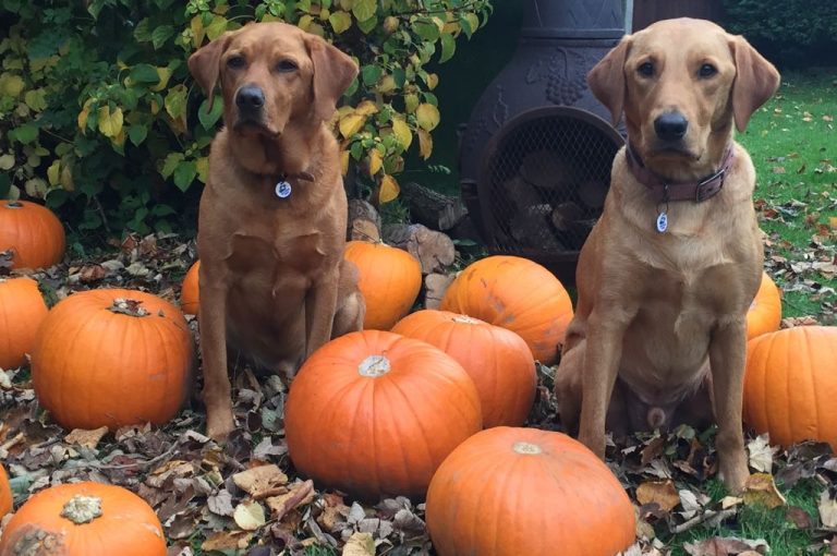 pumpkin barking mad fox red labrador