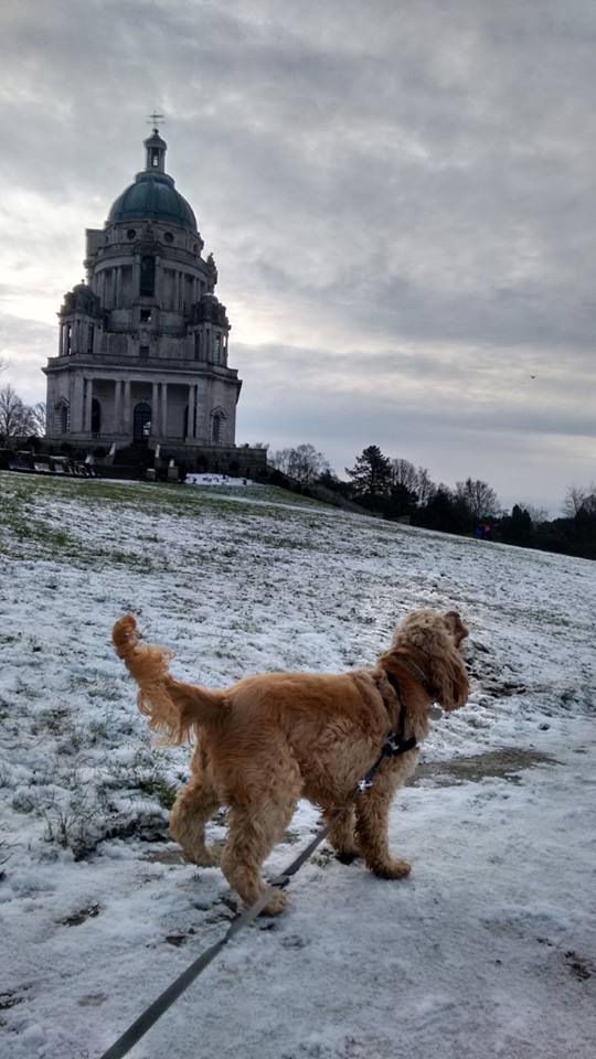 Barking Mad Lancaster offer a dog sitting service with local walks