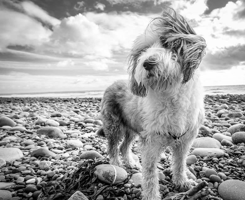South Lakes post Orma Barking Mad dog sitting holiday.