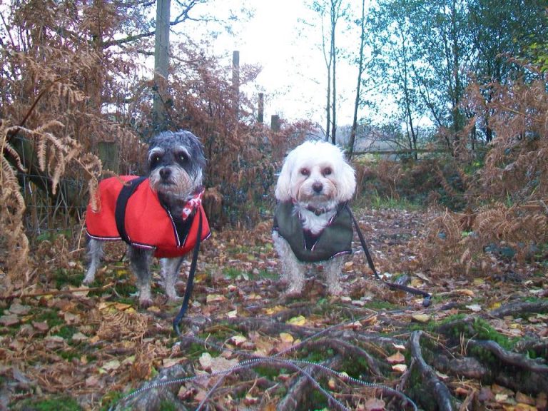Dogs on a woodland walk whilst staying with Lancaster and Morecambe dog sitters