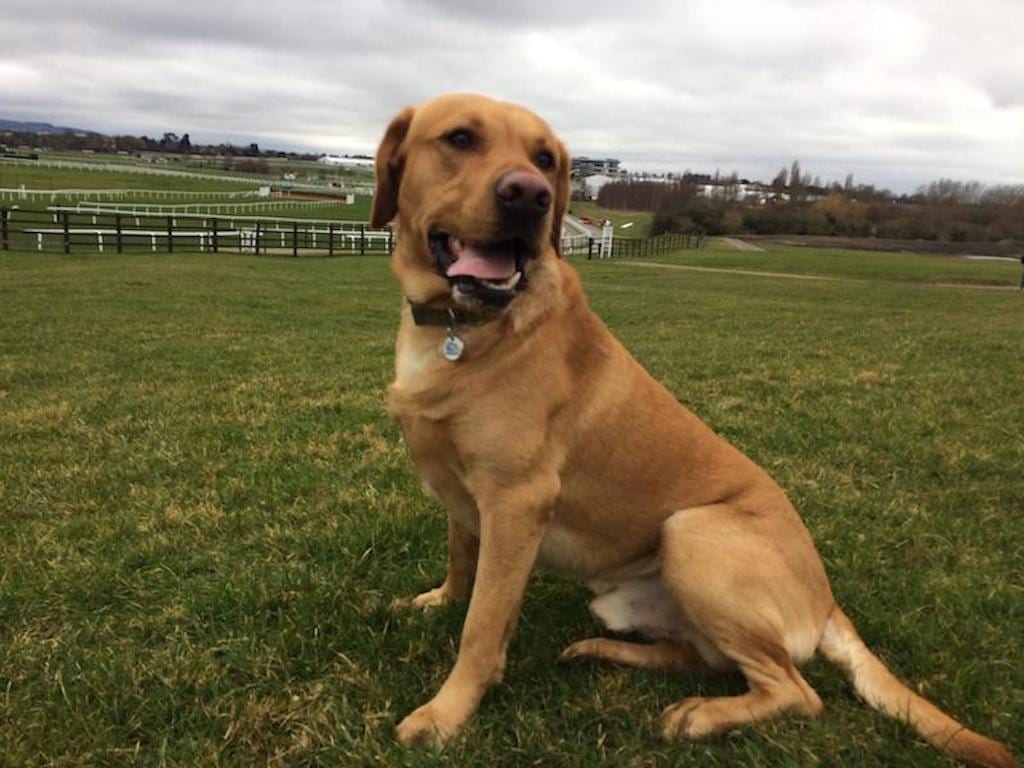 Milo the barking mad home from home dog sitting dog.