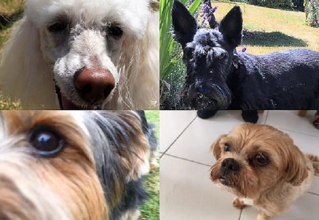 Some of our top dog additions to Barking Mad Banbury. Clockwise this is Teddy the Toy Poodle, Bobby, Eddie and Nugget.