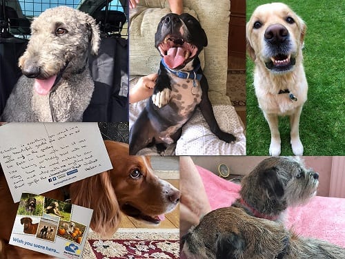 The latest members of our Barking Mad Banbury family. From top left clockwise, this is Yogi, Luther, Jessie, Boo & Bramble and Charlie.