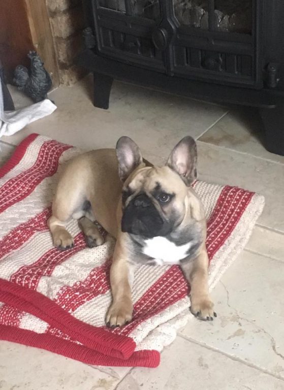 3 Bodhi From Bottesford With Barbara In Croxton Kerrial Barking Mad Dog Sitting Home Boarding Newark