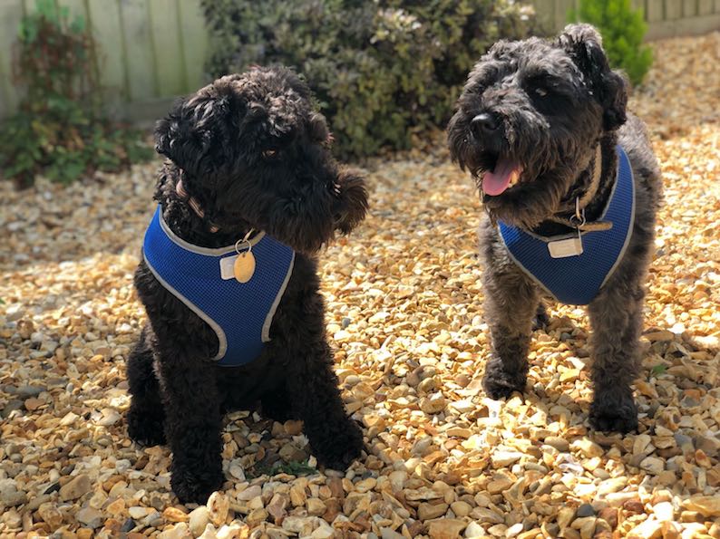 Ollie and Bessie ready to go on their Barking Mad Cotswold holiday – harnesses on for the car journey.