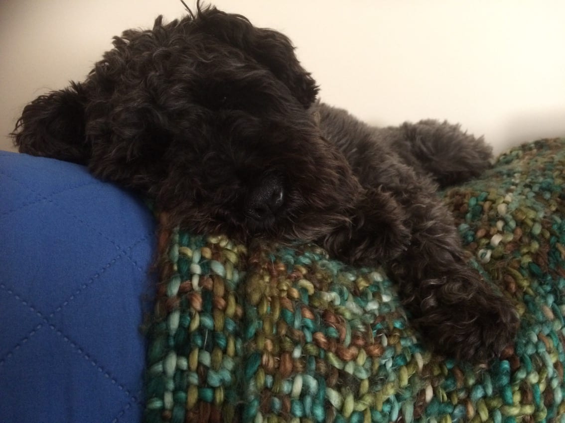 Ollie is exhausted! August has been crazy busy for the Barking Mad Cotswold team – just as well Ollie can kick back and relax on his doggy holiday!