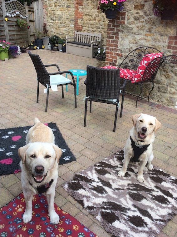 Leo And Boone Barking Mad Dog Sitting Home Boarding Cotswolds