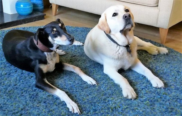Rosie With Casper Barking Mad dog sitting home boarding Newcastle