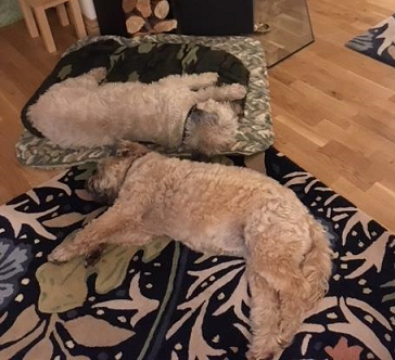 Chester And Holly border terriers barking mad dog sitting home boarding plymouth