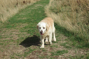 Dave golden retriever barking mad dog sitting home boarding plymouth
