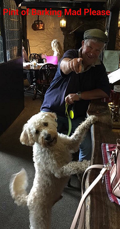 Eddie Labradoodle in the pub barking mad dog sitting home boarding plymouth