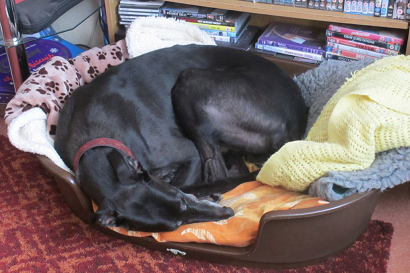 Tommy greyhound Sleeping barking mad dog sitting home boarding plymouth
