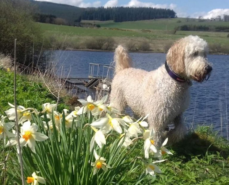 Barley The Labradoodle From Dalgety Bay