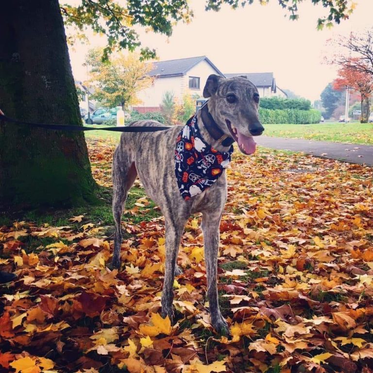 Gordon The Greyhound From Kinross