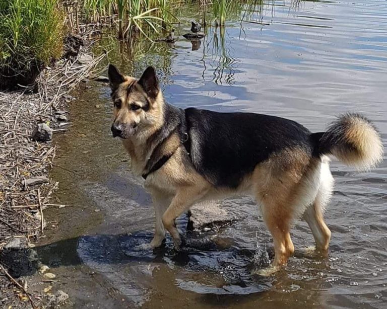 Kaiser The German Shepard From Kelty