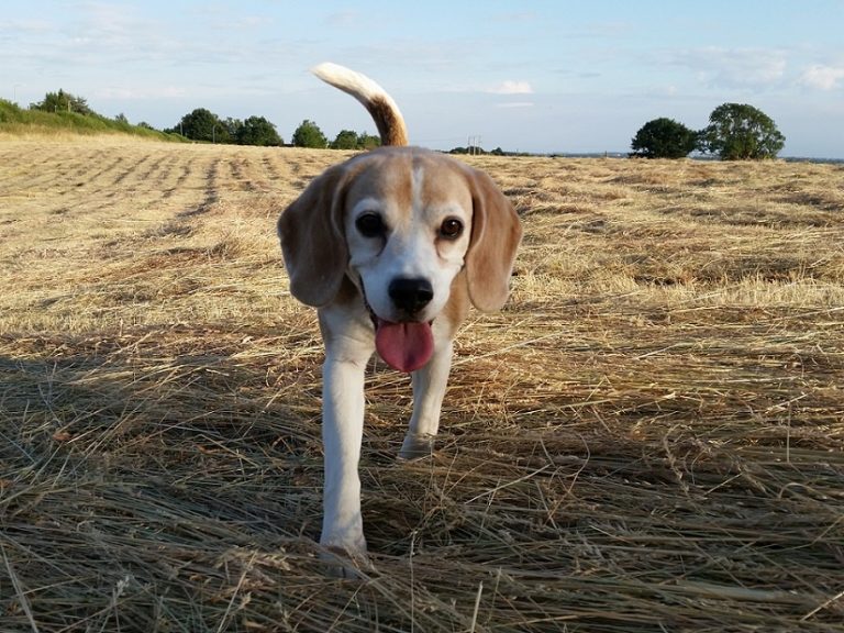 Lillie In The Fields Barking Mad Dog Sitting Home Boarding Kettering