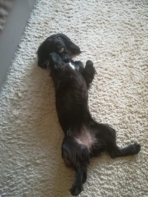 Lulu