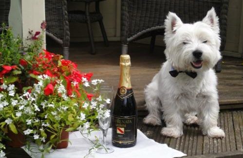 Wedding westie dog sitting home boarding champagne