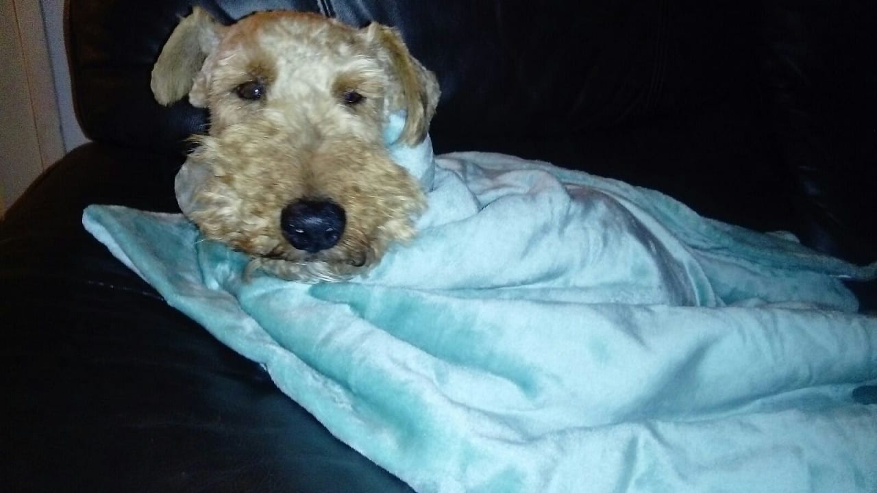 Welsh terrier on blue blanket