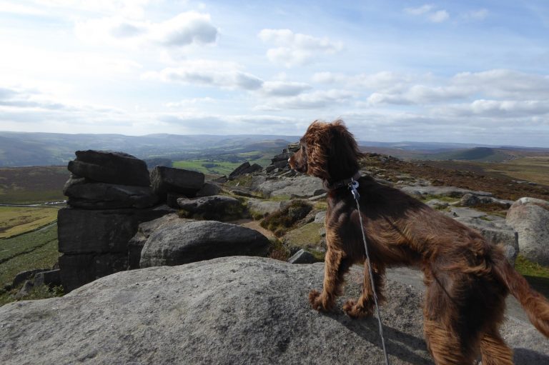 Chocolate brown spaniel on walk in Derby