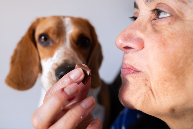 Woman Tempting Beagle Dog With Chocolate Candy