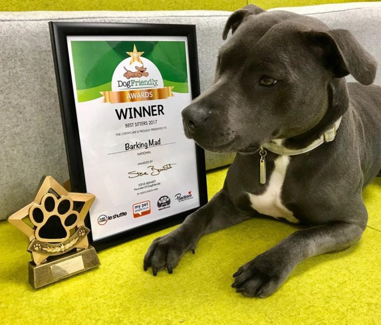 Staffie Dog Sitters Friendly Award Winners Barking Mad