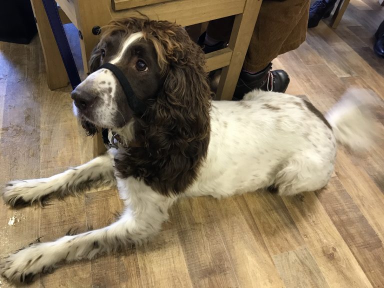 Alfie eagerly waiting for his own special doggie biscuit.