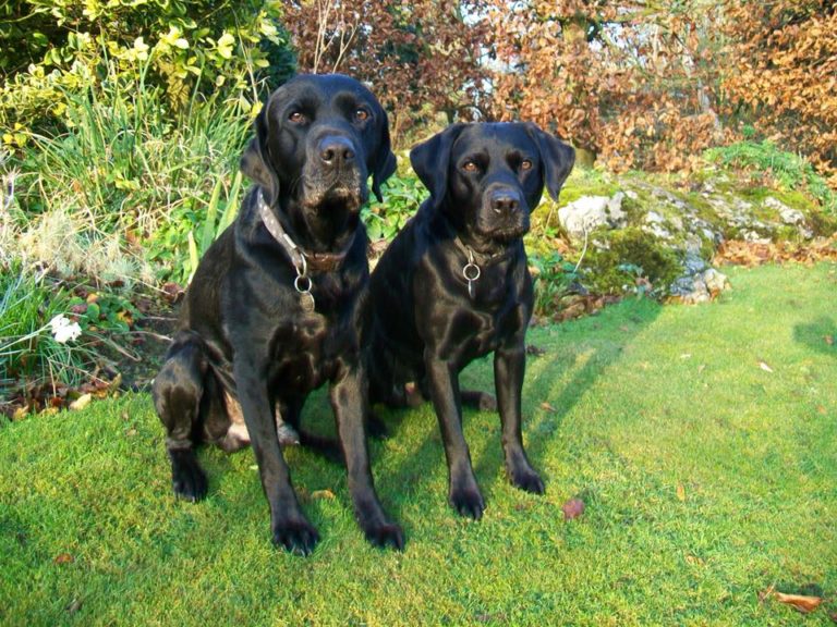 Black Labrador Dogs Digger And Gelert On A Barking Mad Lancaster Dog Holiday