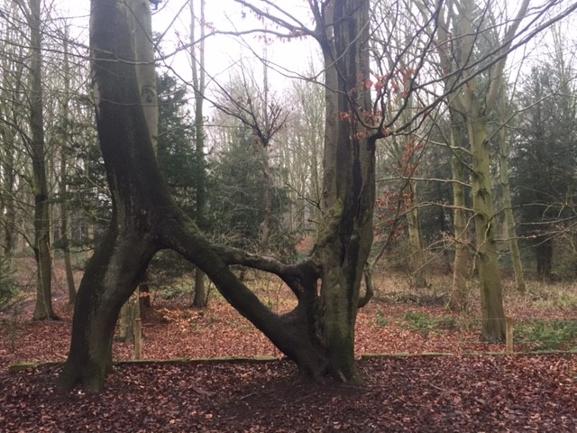 Nellies Tree barking mad leeds dog sitting home boarding