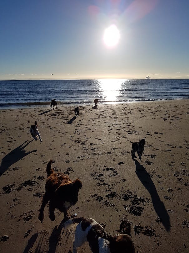 Barking Mad Fife Dog Sitting Local News